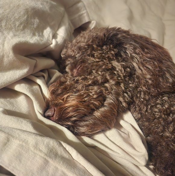 Meet your Posher, Cat! - Picture 9 of 16